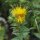 Safflower (Carthamus tinctorius) organic seeds