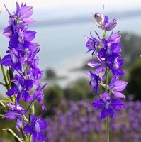 Larkspur Galilee Mix (Delphinium consolda) organic seeds