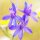 Larkspur Galilee Mix (Delphinium consolda) organic seeds