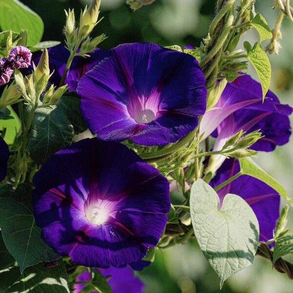 Purple Morning Glory (Ipomea purpurea) organic seeds
