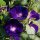 Purple Morning Glory (Ipomoea purpurea) organic seeds