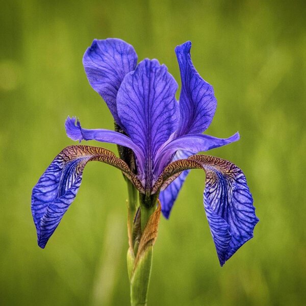 Siberian Iris (Iris sibirica) organic seeds