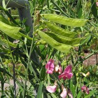 Sweetpea (Lathyrus odoratus) organic seeds