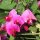 Sweetpea (Lathyrus odoratus) organic seeds