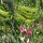 Sweetpea (Lathyrus odoratus) organic seeds