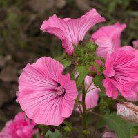 Annual Mallow (Lavatera trimestris) organic seeds