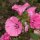 Annual Mallow (Lavatera trimestris) organic seeds