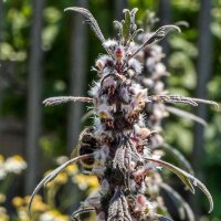 Motherwort (Leonurus cardiaca) organic seeds