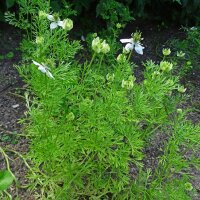 Black Cumin (Nigella sativa) organic seeds