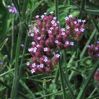 Argentinian Vervain / Purpletop (Verbena bonariensis)...