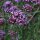 Argentinian Vervain / Purpletop (Verbena bonariensis) organic seeds