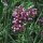 Argentinian Vervain / Purpletop (Verbena bonariensis) organic seeds