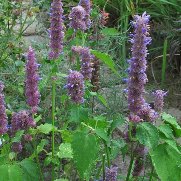 Korean Mint (Agastache rugosa) organic seeds