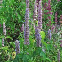 Korean Mint (Agastache rugosa) organic seeds