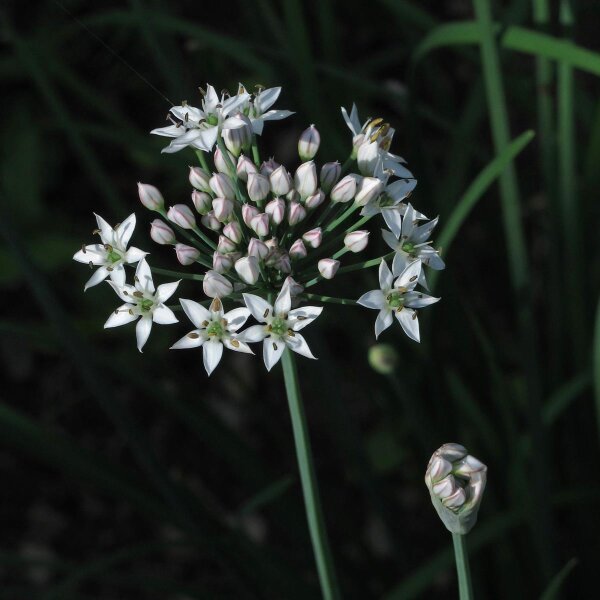 Garlic Chives (Allium tuberosum)  organic seeds
