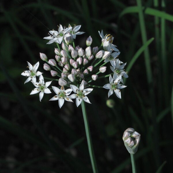 Garlic Chives (Allium tuberosum)  seeds