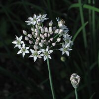 Garlic Chives (Allium tuberosum)  organic seeds