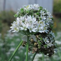 Garlic Chives (Allium tuberosum)  organic seeds
