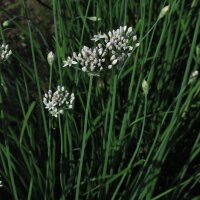 Garlic Chives (Allium tuberosum)  organic seeds
