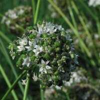 Garlic Chives (Allium tuberosum)  organic seeds