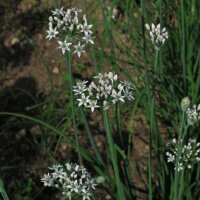 Garlic Chives (Allium tuberosum)  organic seeds