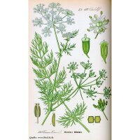 Caraway (Carum carvi) organic seeds