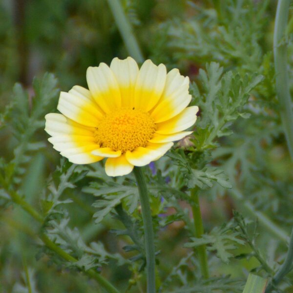 Chop Suey Green (Chrysanthemum coronarium) organic seeds