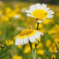 Chop Suey Green (Chrysanthemum coronarium) organic seeds