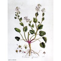 Scurvy Grass (Cochlearia officinalis) organic seeds