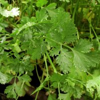 Lemon coriander Dwarf Lemon (Coriandrum sativum) organic...