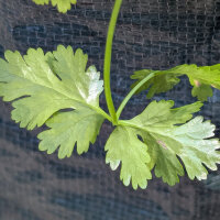 Lemon coriander Dwarf Lemon (Coriandrum sativum) organic seeds