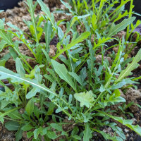 Wild Wall-Rocket (Diplotaxis muralis) organic seeds