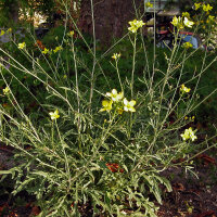 Wild Wall-Rocket (Diplotaxis muralis) organic seeds