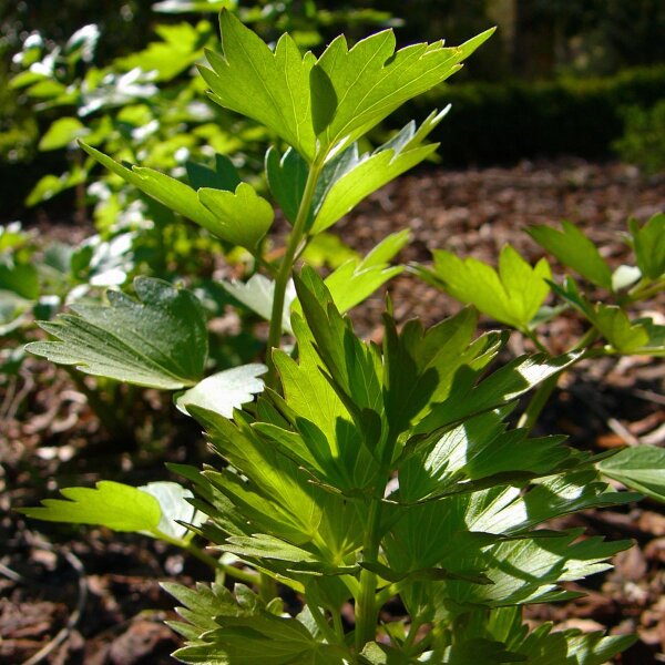 Lovage (Levisticum officinale) organic seeds