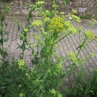 Lovage (Levisticum officinale) organic seeds