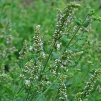 Round Leaved Mint / Egyptian Mint (Mentha suaveolens)...