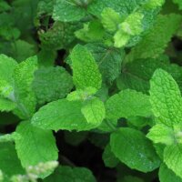 Round Leaved Mint / Egyptian Mint (Mentha suaveolens)...