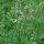 Round Leaved Mint / Egyptian Mint (Mentha suaveolens) organic seeds
