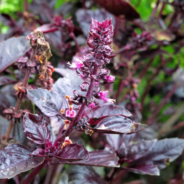 Purple Basil (Ocimum basilicum) organic seeds