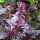 Purple Basil (Ocimum basilicum) organic seeds