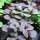 Purple Basil (Ocimum basilicum) organic seeds