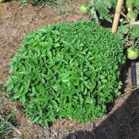 Dwarf Bush Basil (Ocimum basilicum v. minimum) organic seeds