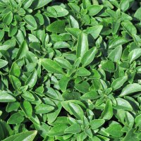 Dwarf Bush Basil (Ocimum basilicum v. minimum) organic seeds