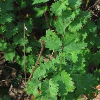 Salad Burnet (Sanguisorba minor) organic seeds