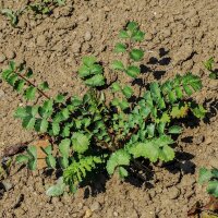 Salad Burnet (Sanguisorba minor) organic seeds
