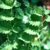 Salad Burnet (Sanguisorba minor) organic seeds