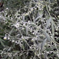 Wormwood (Artemisia absinthium) organic seeds