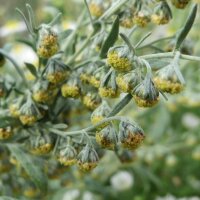 Wormwood (Artemisia absinthium) organic