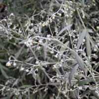 Wormwood (Artemisia absinthium) organic