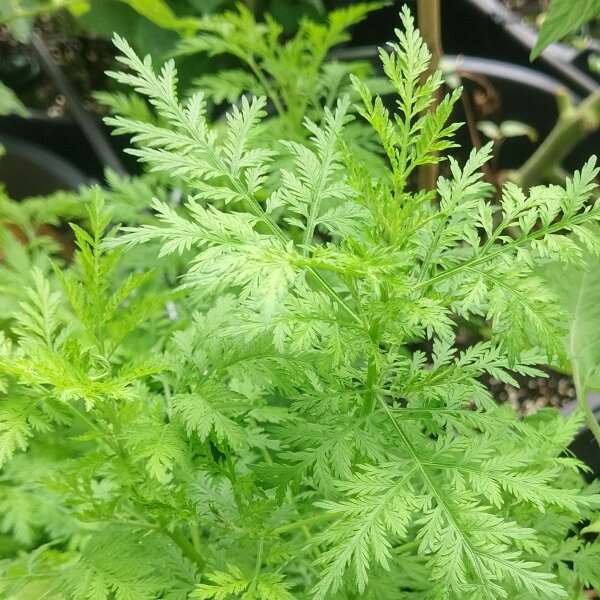 Qing Hao / Sweet Wormwood (Artemisia annua) organic seeds